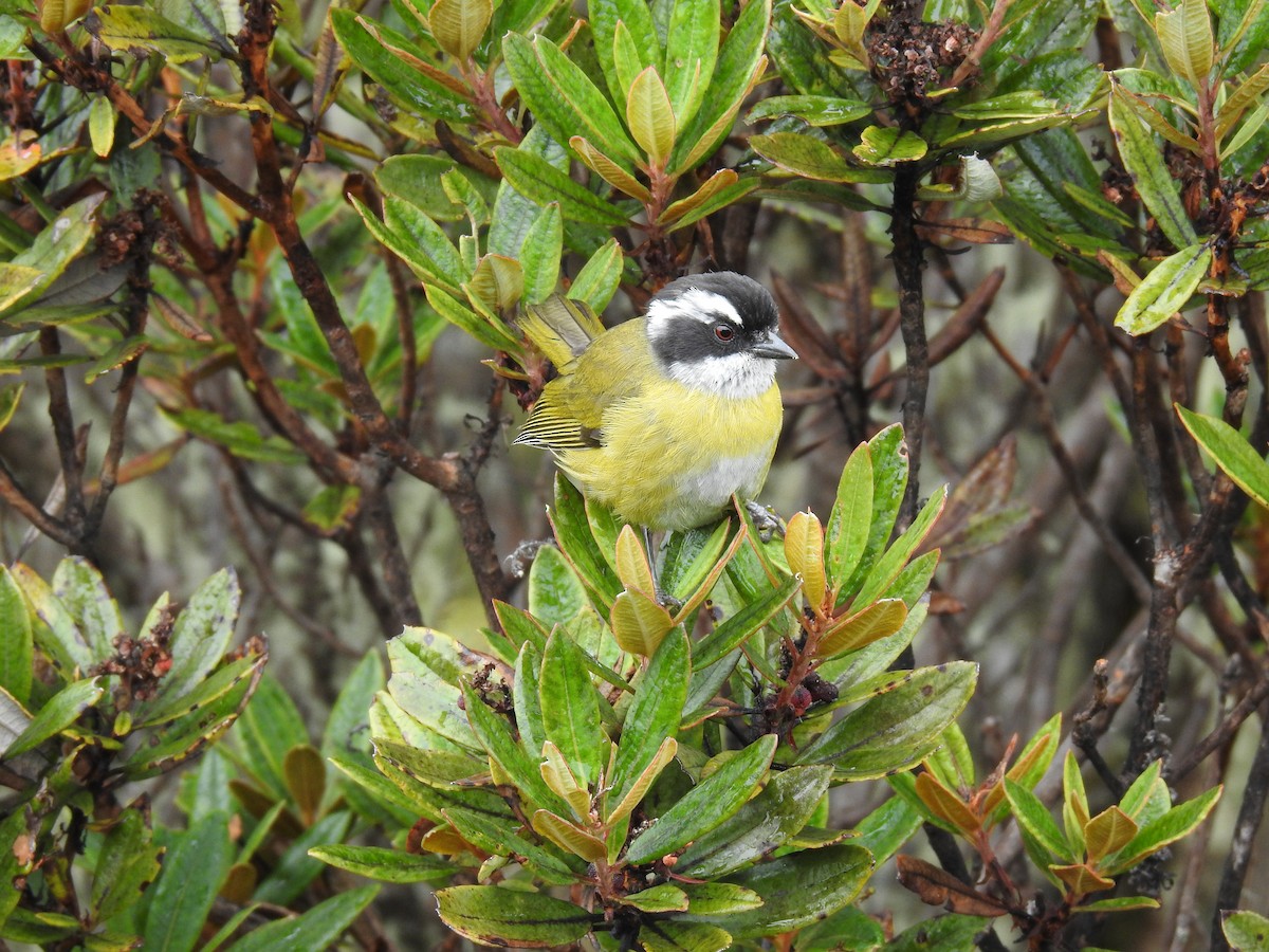 Sooty-capped Chlorospingus - ML617978278