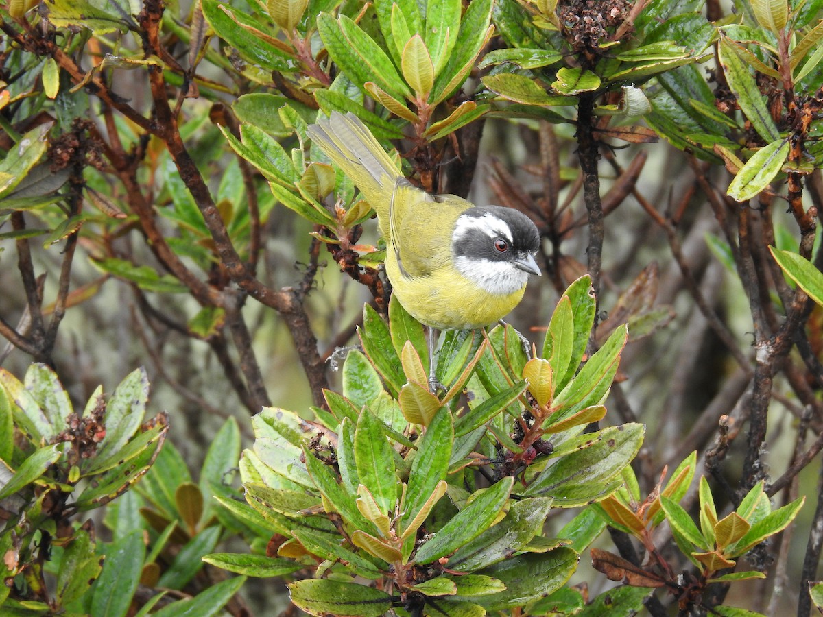 Sooty-capped Chlorospingus - ML617978279