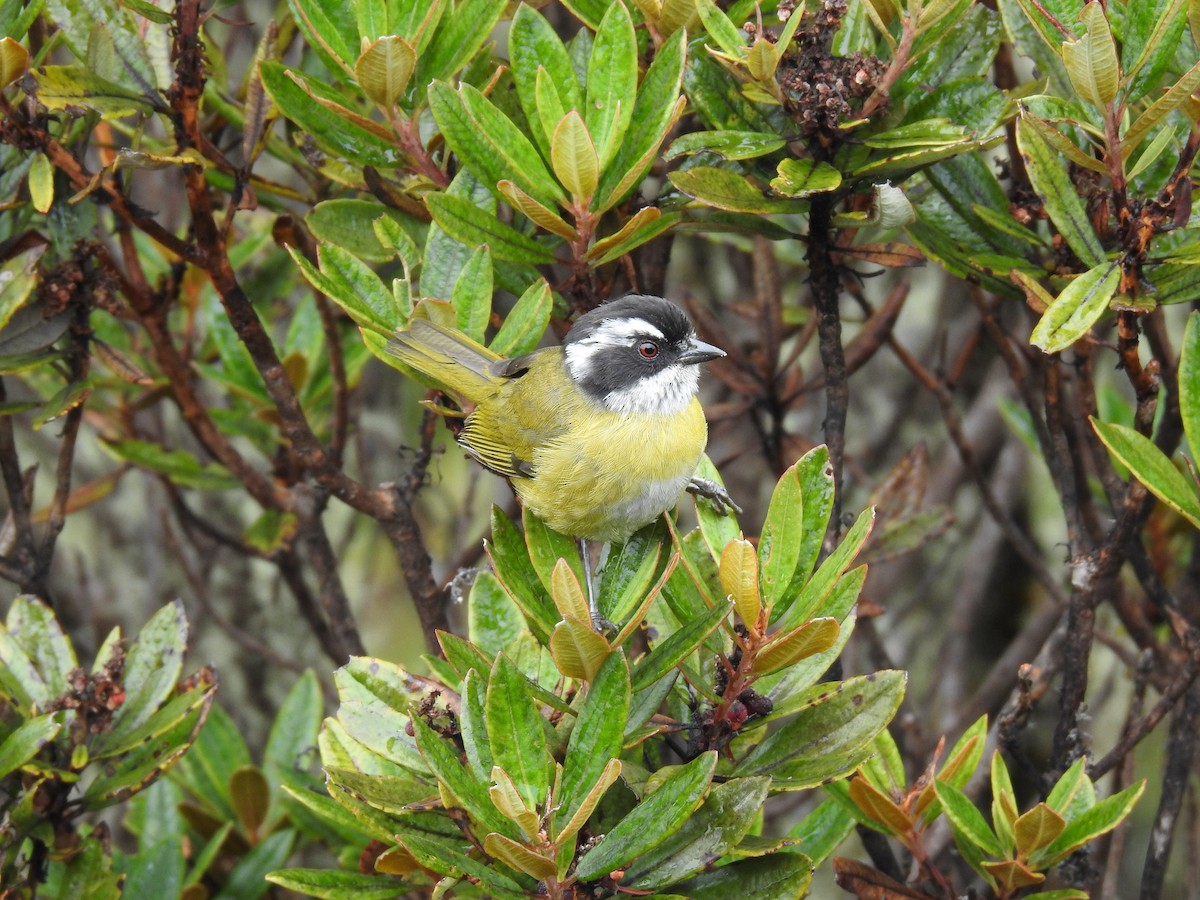 Sooty-capped Chlorospingus - ML617978280