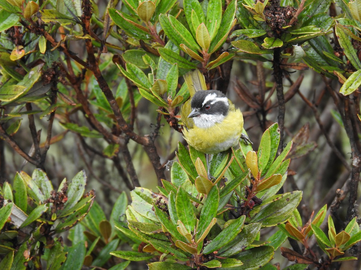 Sooty-capped Chlorospingus - ML617978281