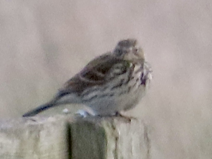 Meadow Pipit - ML617978290
