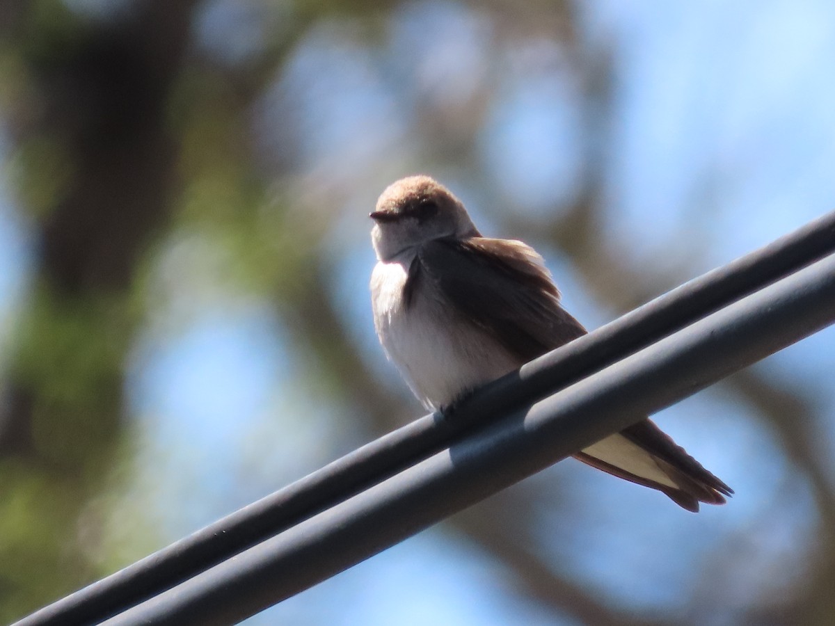 Northern Rough-winged Swallow - ML617978293