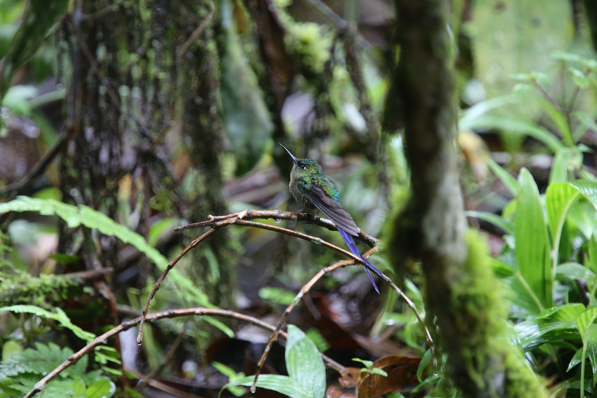 Violet-tailed Sylph - ML617978316