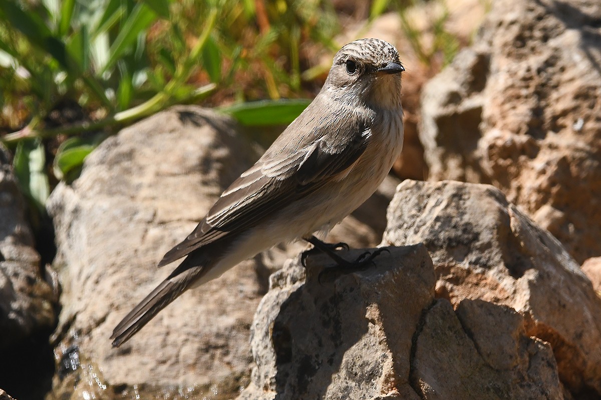 Spotted Flycatcher (Spotted) - ML617978320