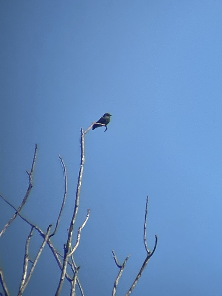 Swallow-winged Puffbird - Jan Kamler