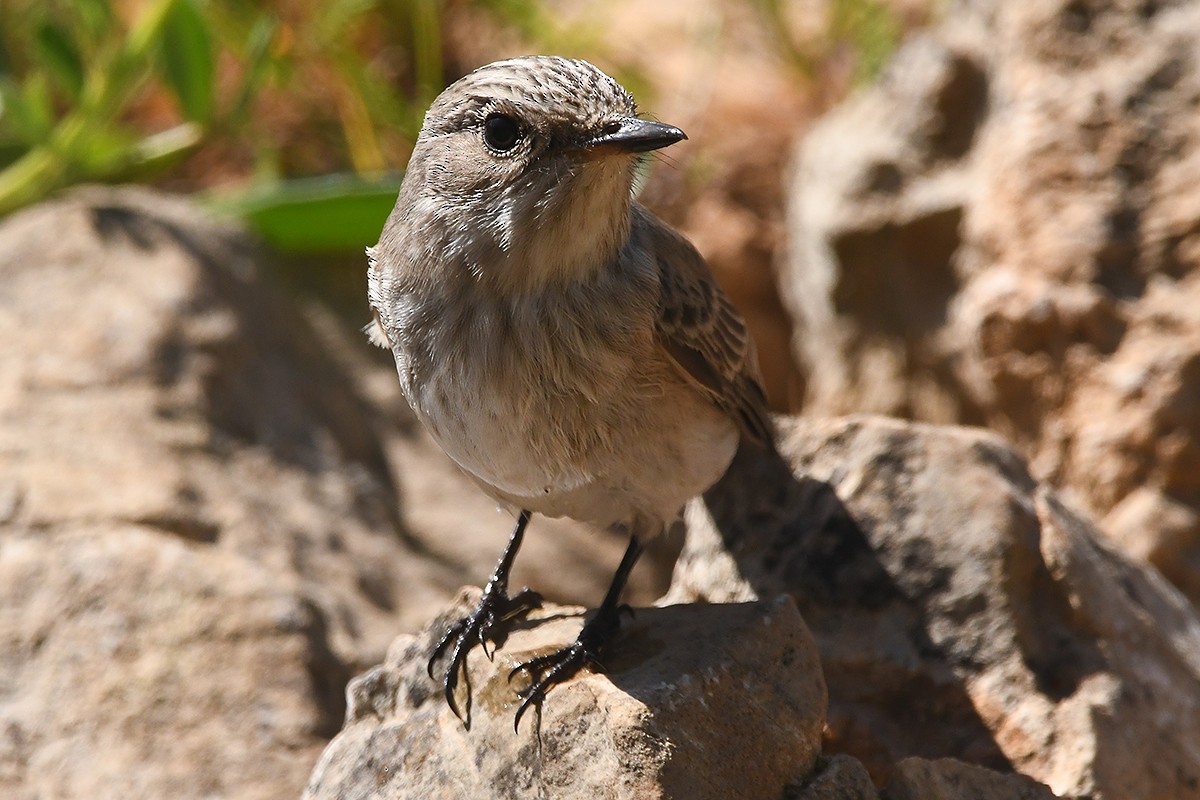 Spotted Flycatcher (Spotted) - ML617978324