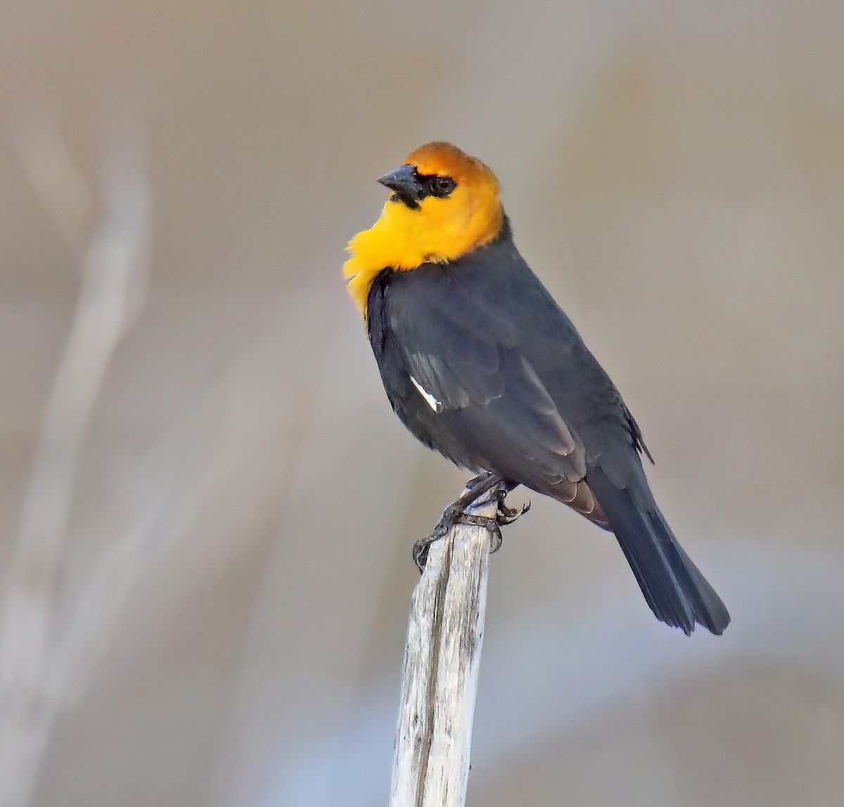 Yellow-headed Blackbird - Elizabeth Winter