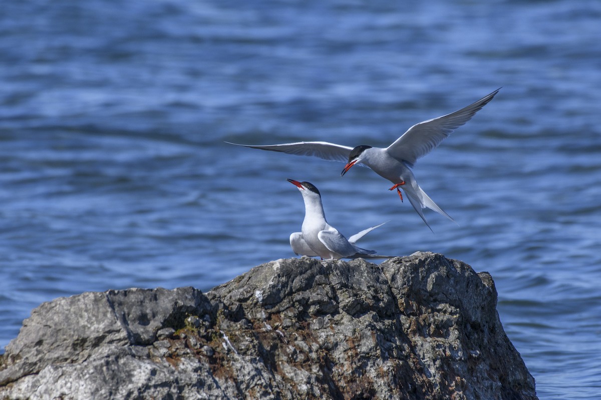 Common Tern - Christine Andrews