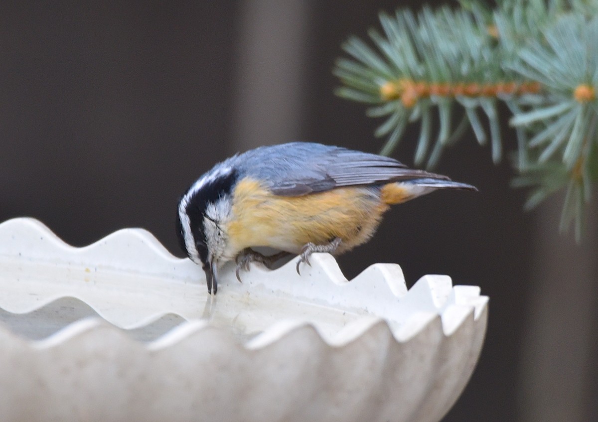 Red-breasted Nuthatch - ML617978378