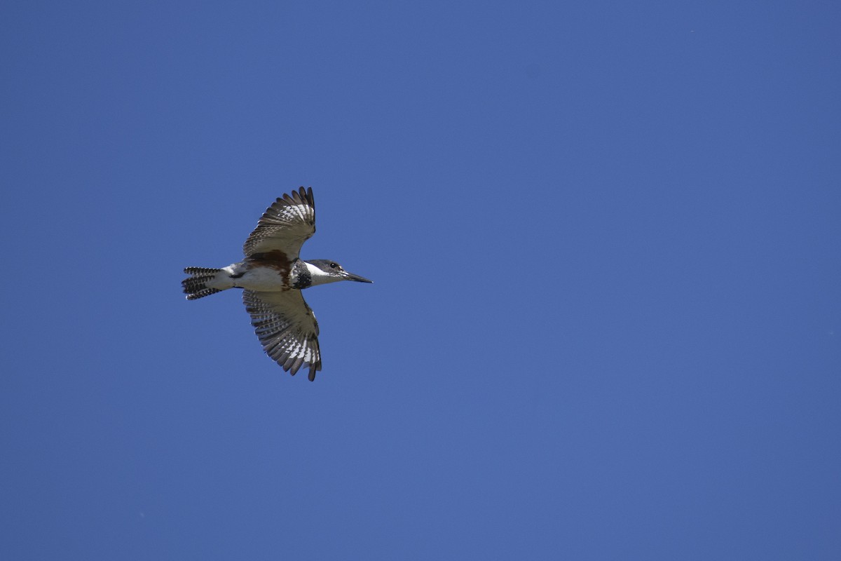 Belted Kingfisher - ML617978399