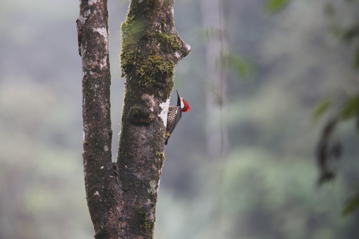 Guayaquil Woodpecker - ML617978440