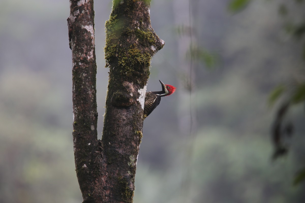 Guayaquil Woodpecker - ML617978441