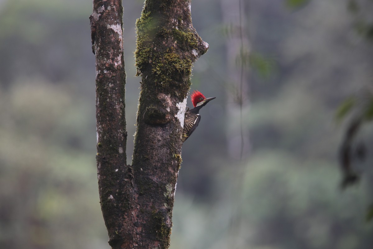 Guayaquil Woodpecker - ML617978442
