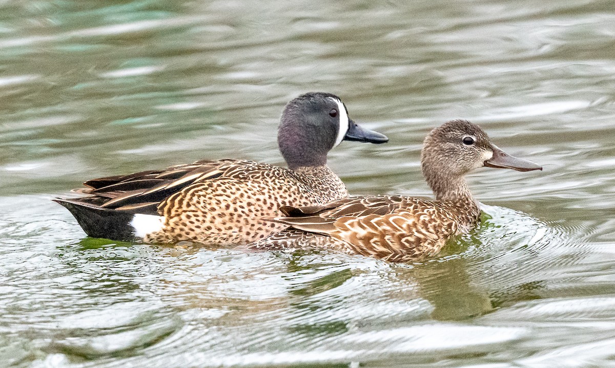 Blue-winged Teal - ML617978462