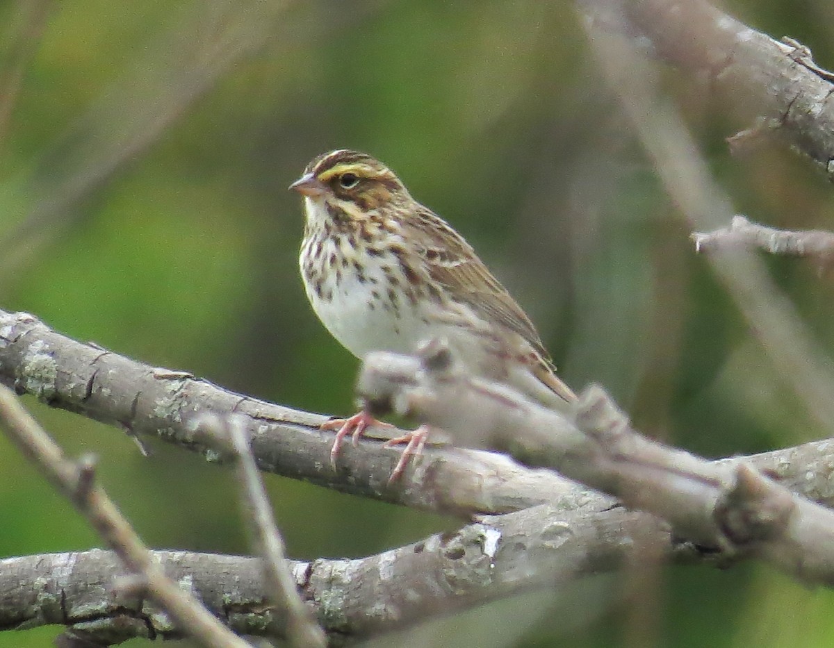 Savannah Sparrow - ML617978476