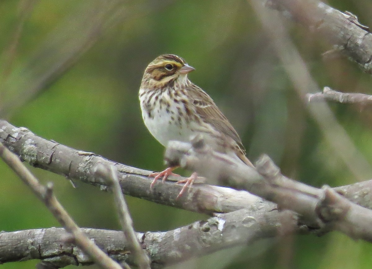 Savannah Sparrow - ML617978483