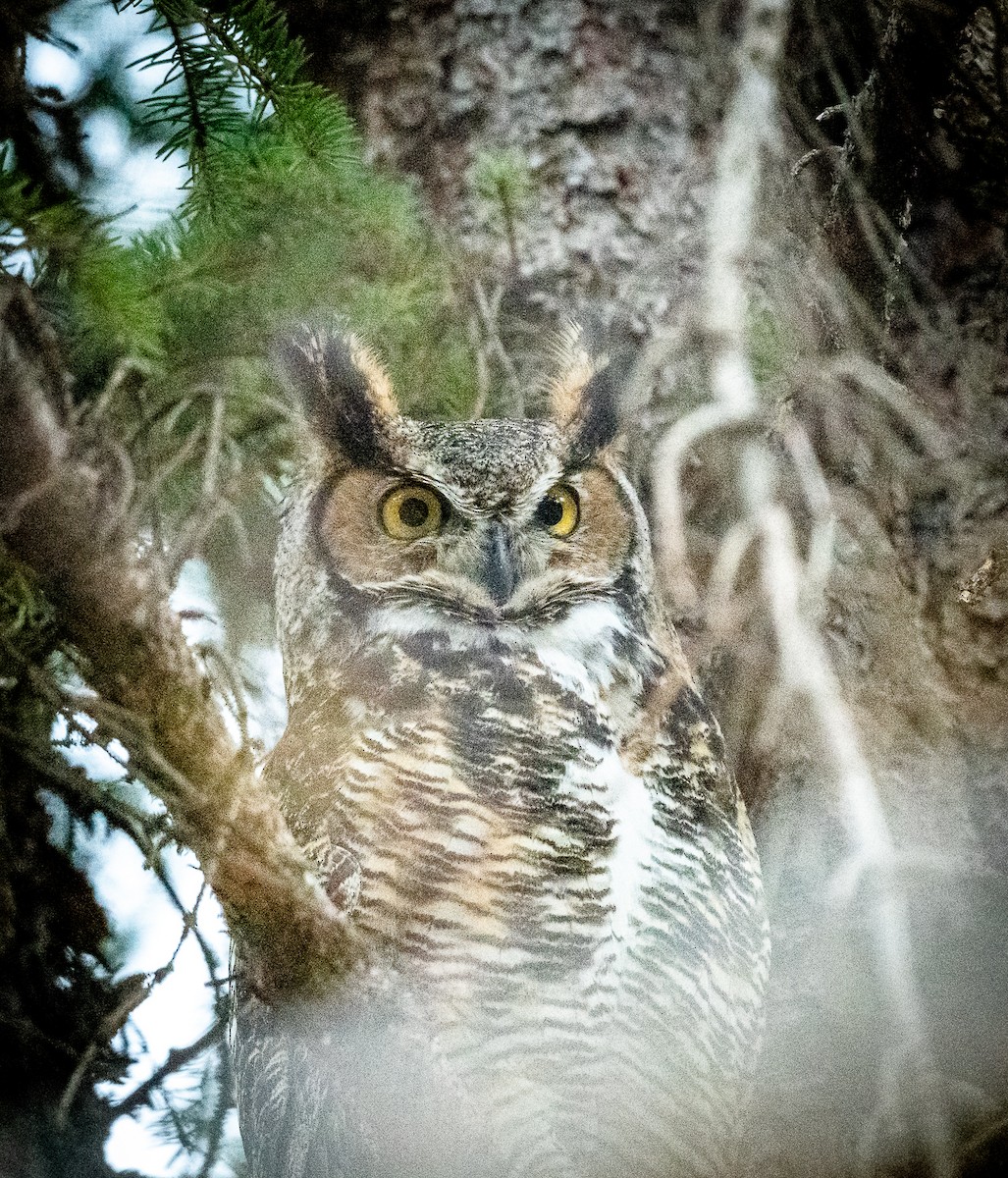 Great Horned Owl - ML617978492