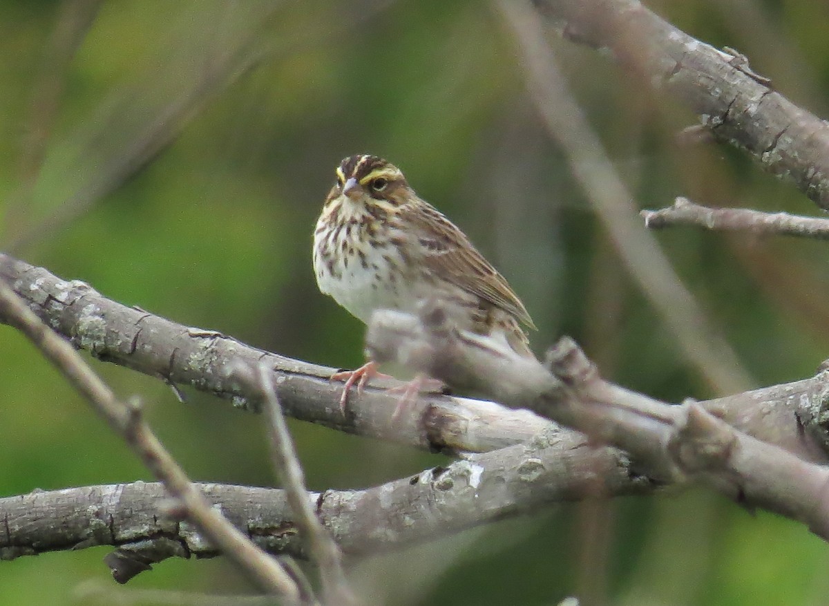 Savannah Sparrow - ML617978494