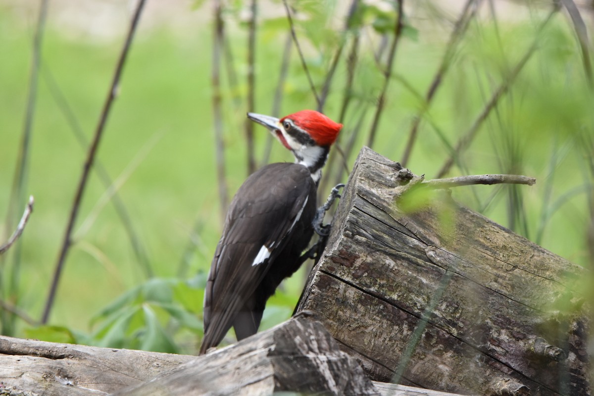 Pileated Woodpecker - ML617978507