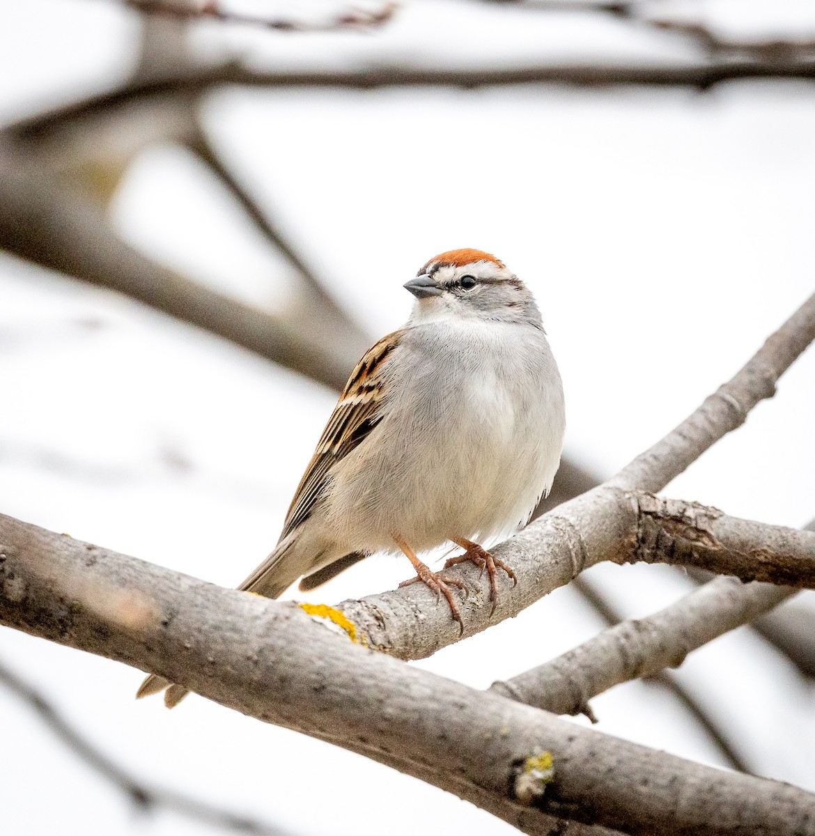 Chipping Sparrow - ML617978509