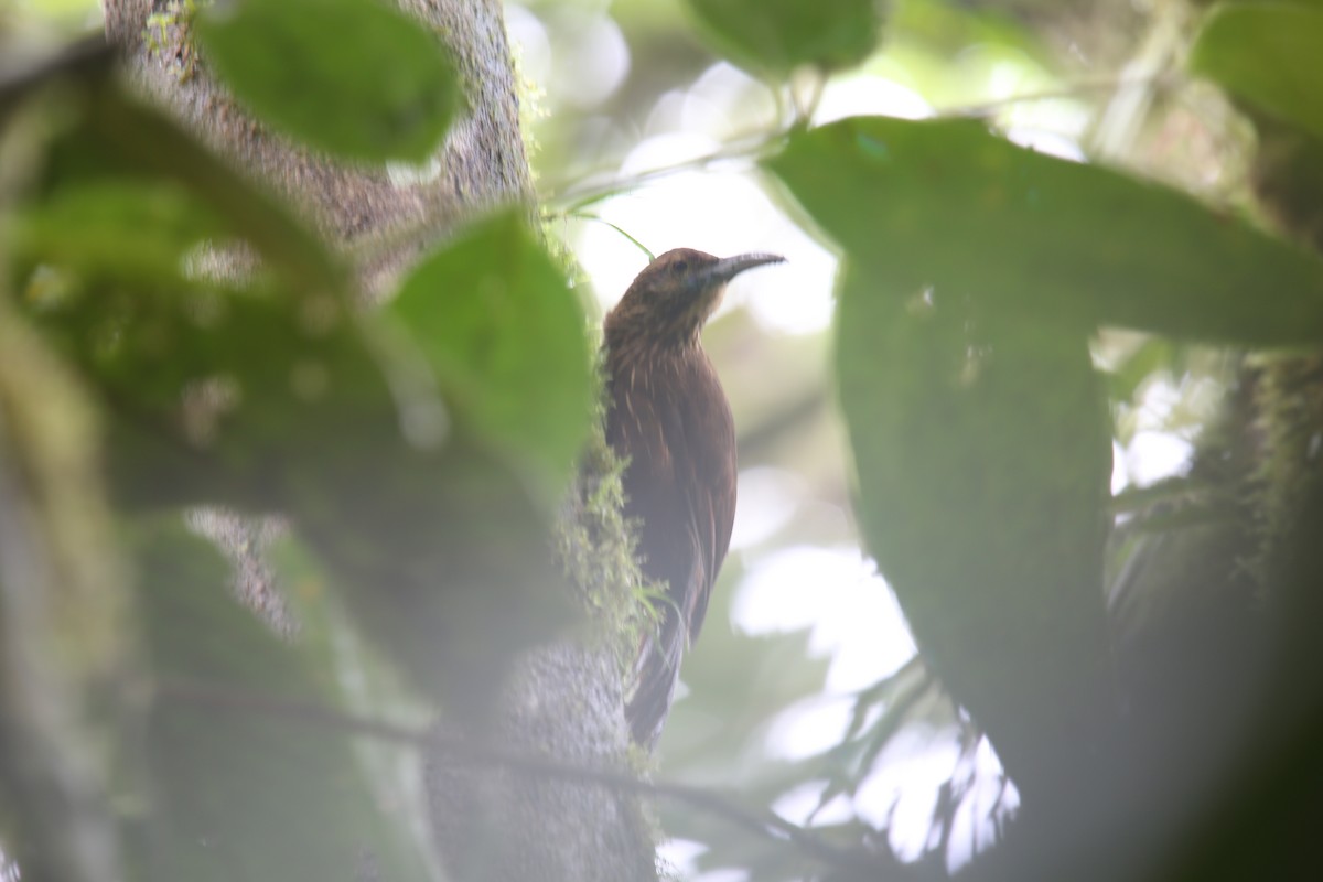 Strong-billed Woodcreeper - ML617978513