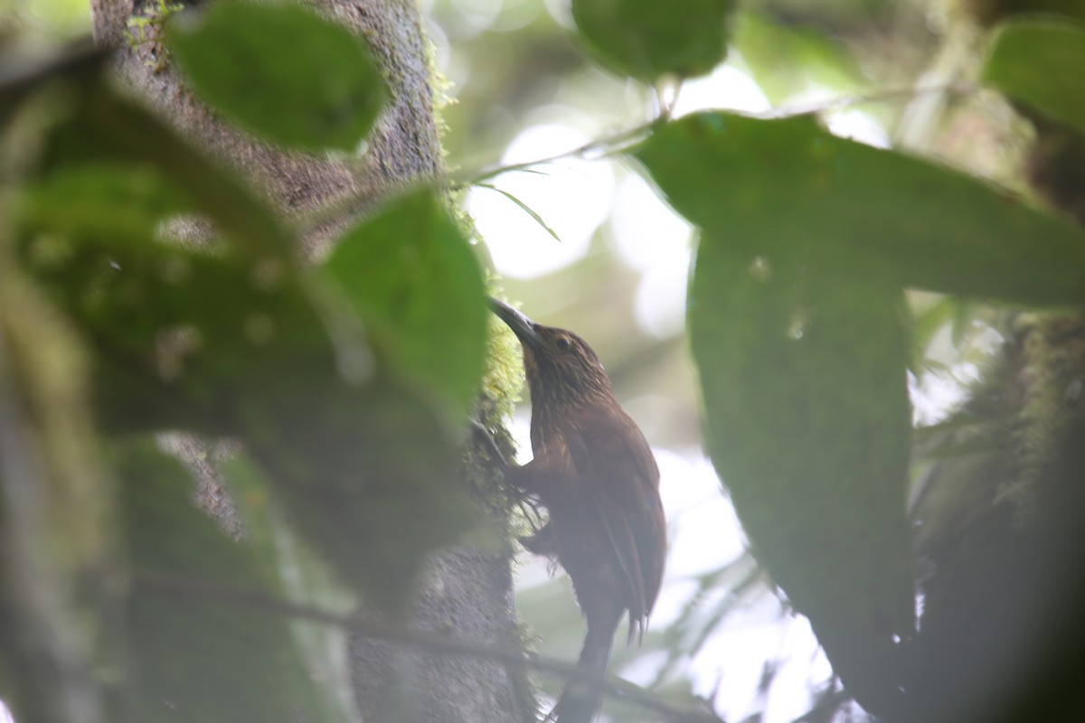 Strong-billed Woodcreeper - ML617978514