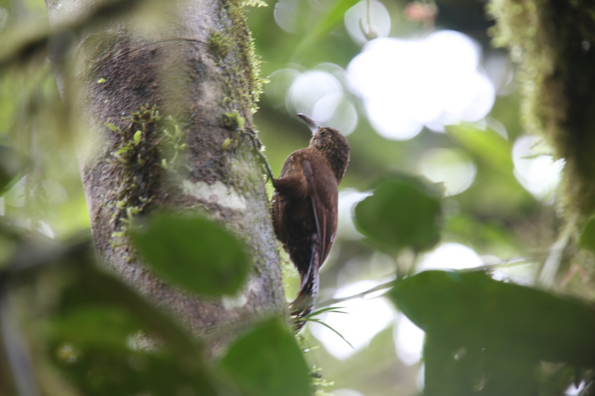 Strong-billed Woodcreeper - ML617978515
