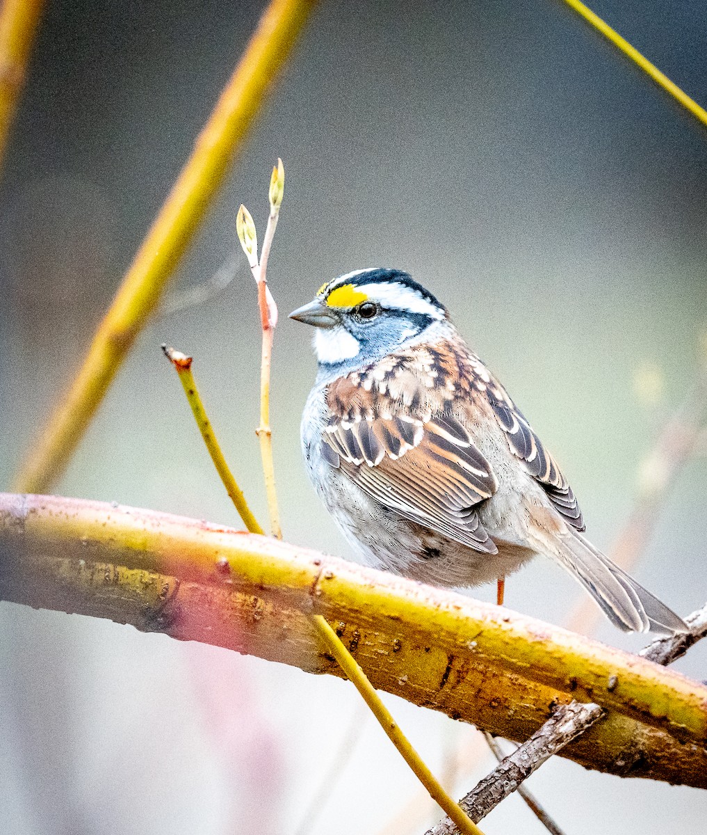 White-throated Sparrow - ML617978516