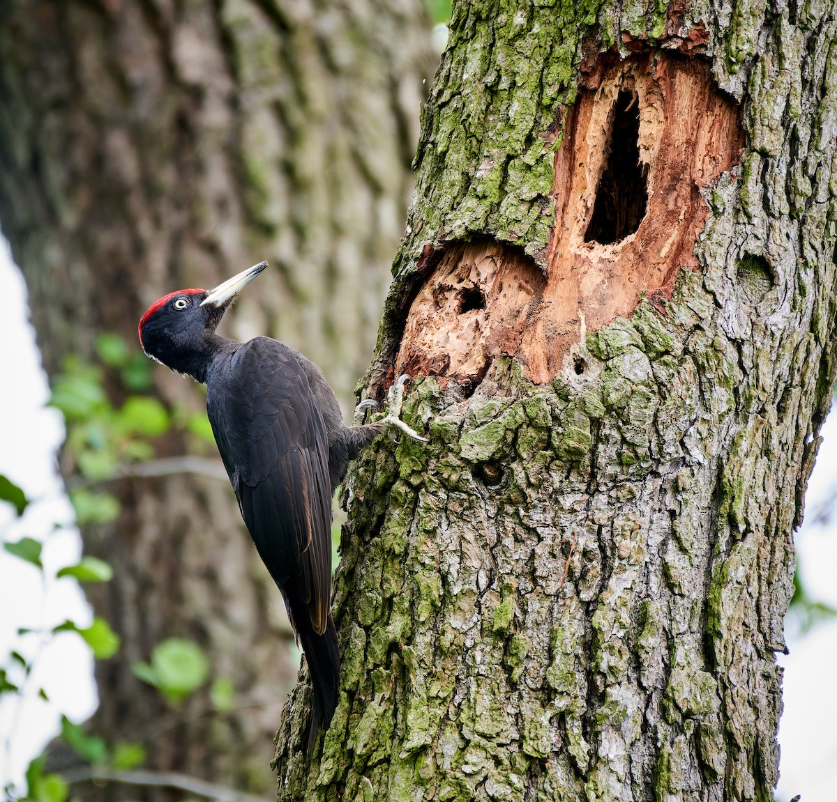 Black Woodpecker - Tomáš Grim