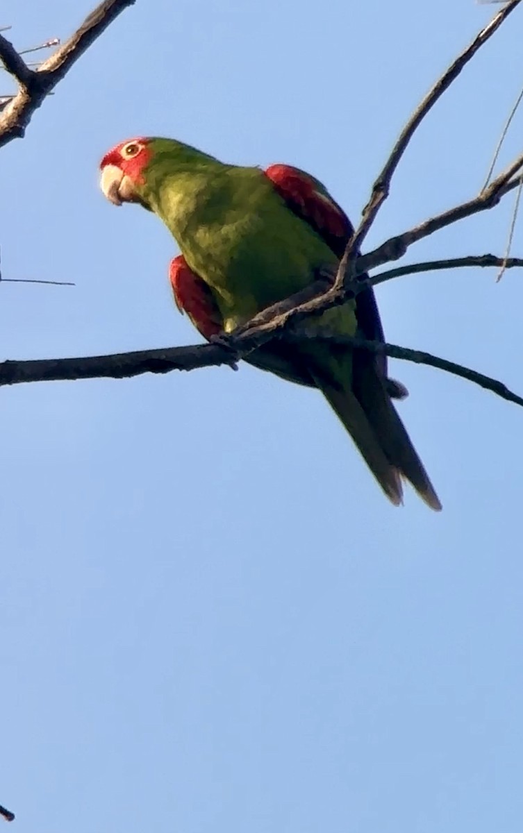 Red-masked Parakeet - ML617978536