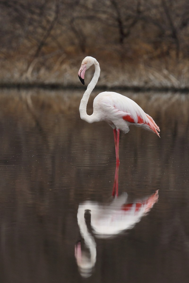 Greater Flamingo - ML617978547