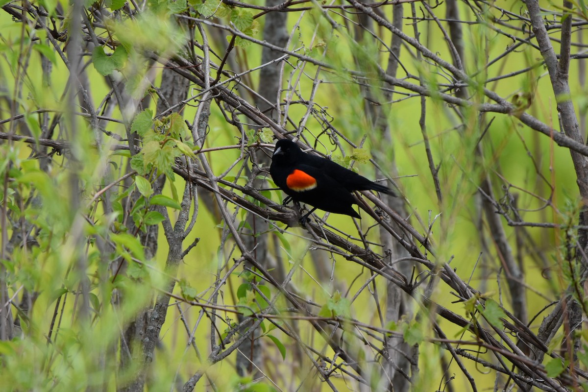 Red-winged Blackbird - Shane Guenin