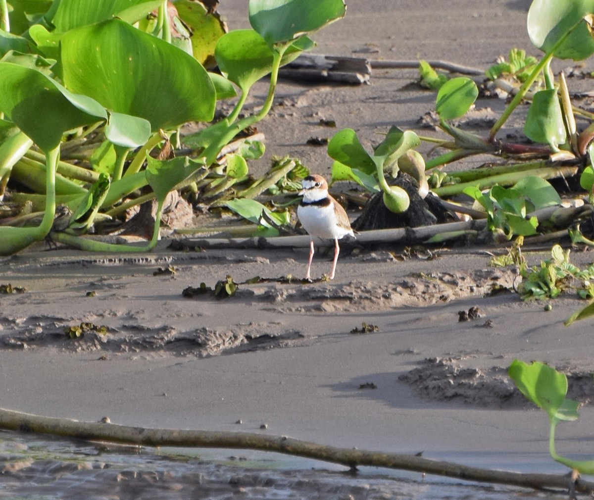 Collared Plover - ML61797861