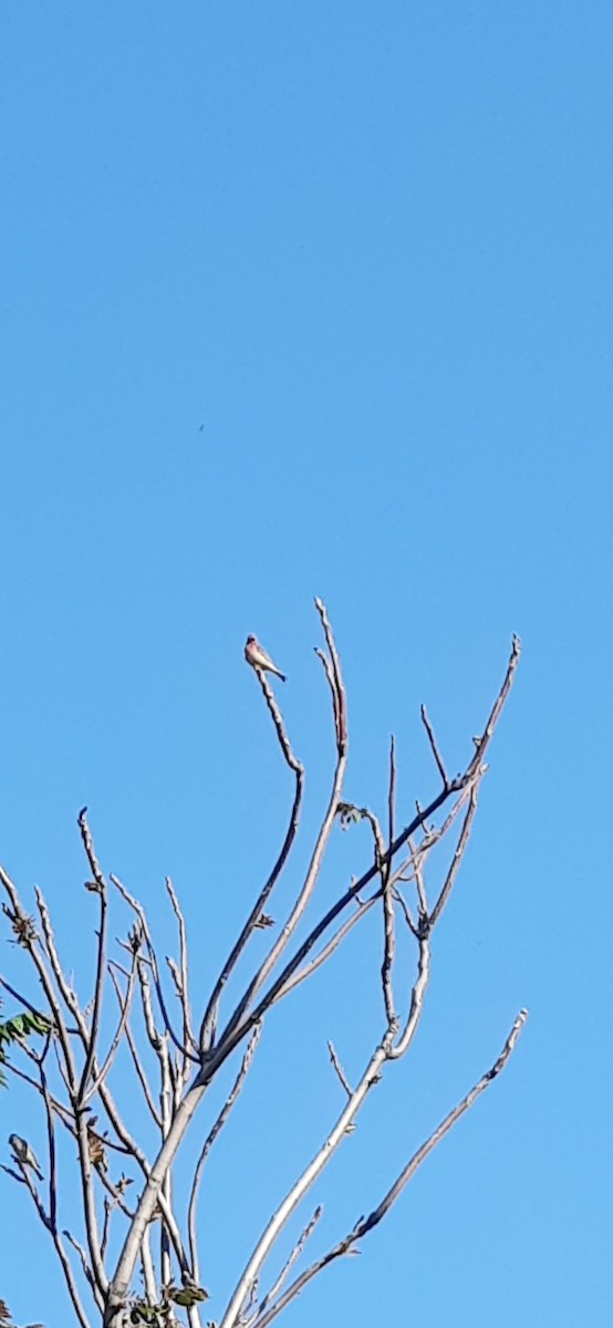Common Rosefinch - Pir panjal adventure uri