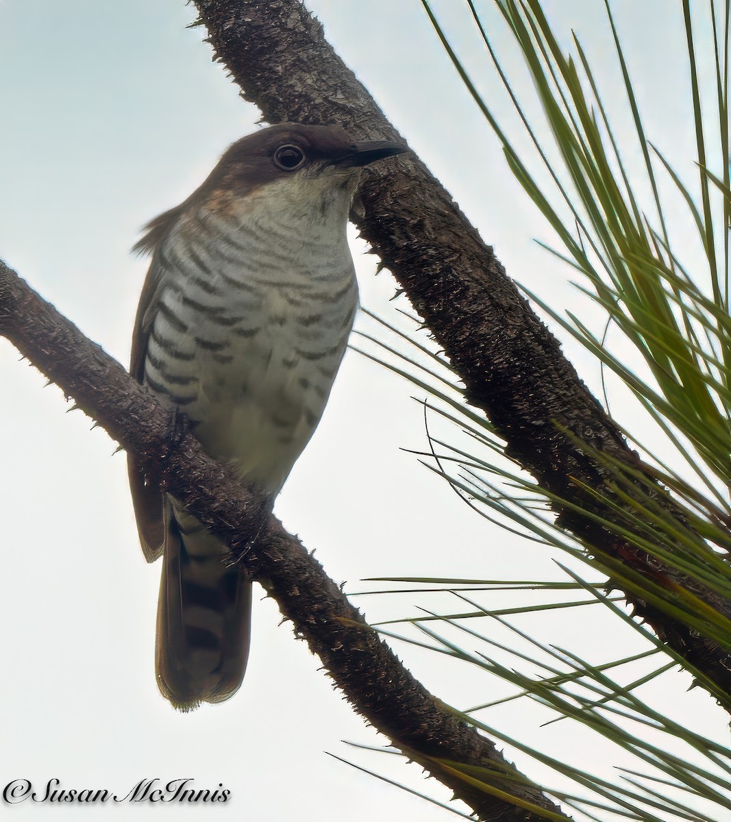 Shining Bronze-Cuckoo (New Caledonian) - Susan Mac