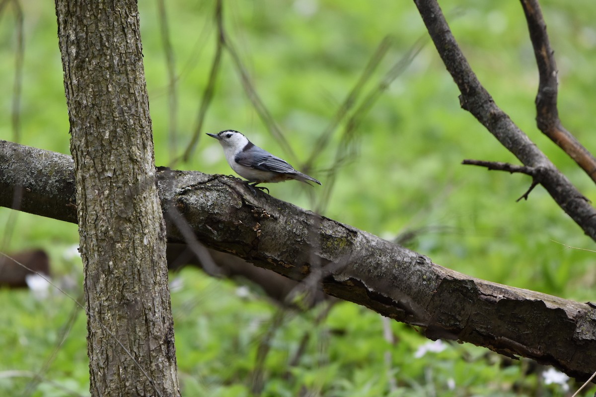 White-breasted Nuthatch - ML617978731