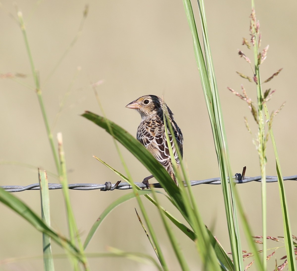 Grasshopper Sparrow - ML617978736