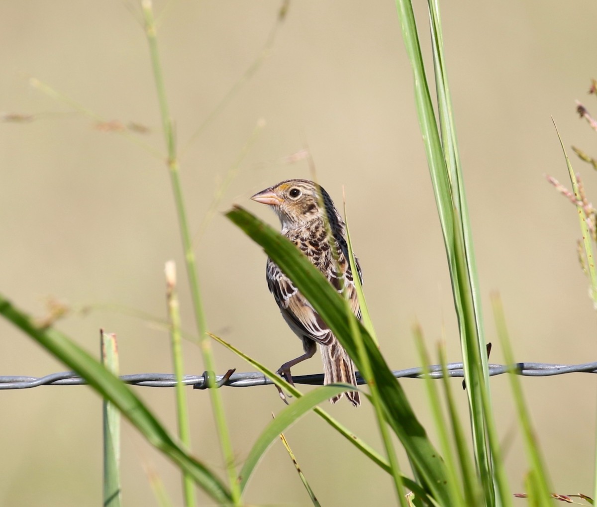 Grasshopper Sparrow - ML617978737