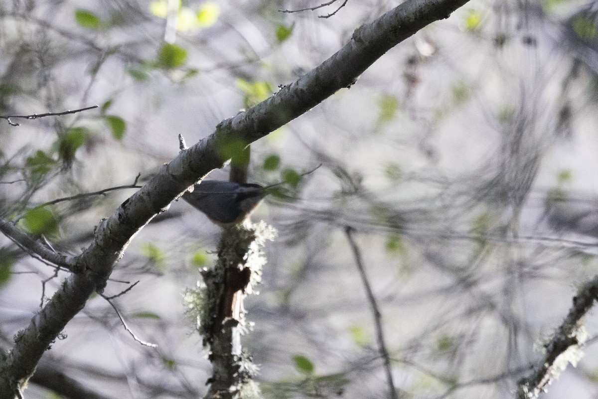 Red-breasted Nuthatch - ML617978784