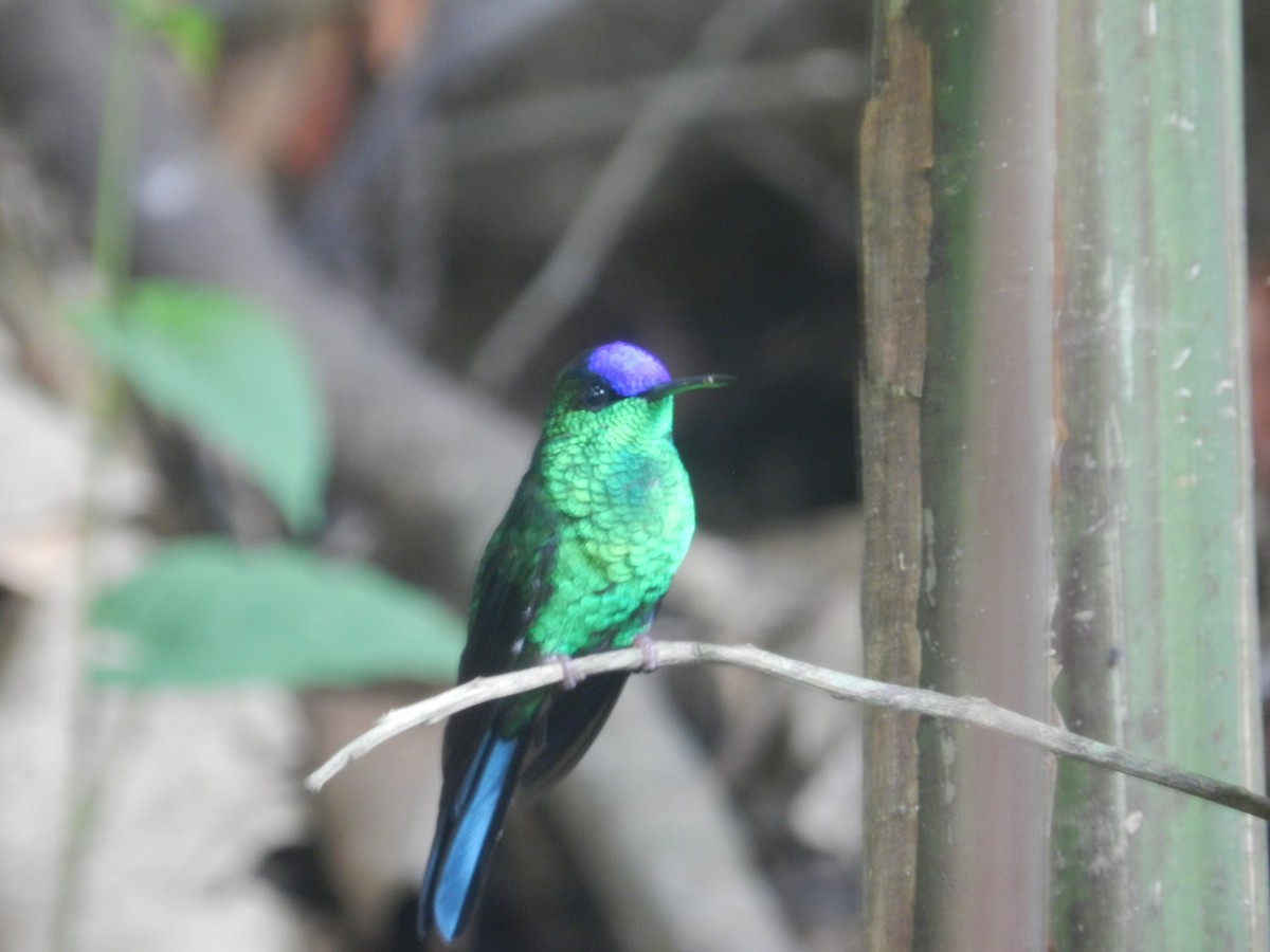Violet-capped Woodnymph - Martin Parisi