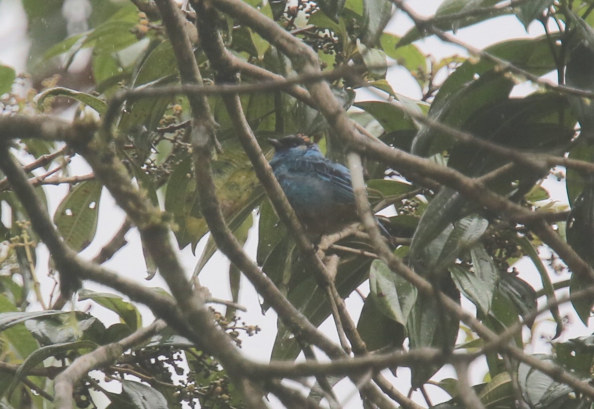 Golden-naped Tanager (Golden-naped) - ML617978830
