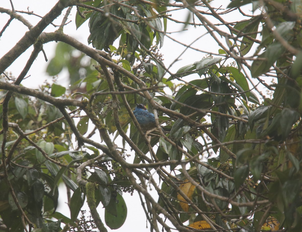 Golden-naped Tanager (Golden-naped) - ML617978831