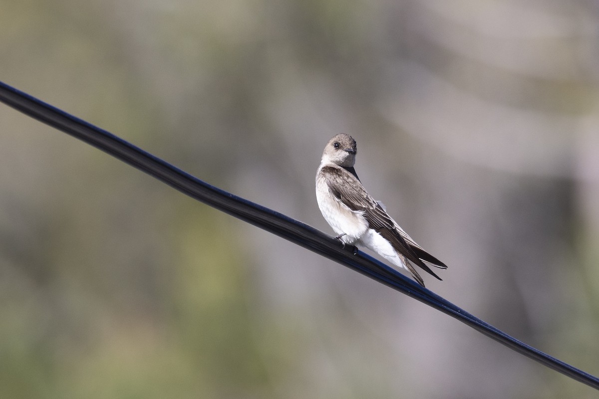 Northern Rough-winged Swallow - ML617978834