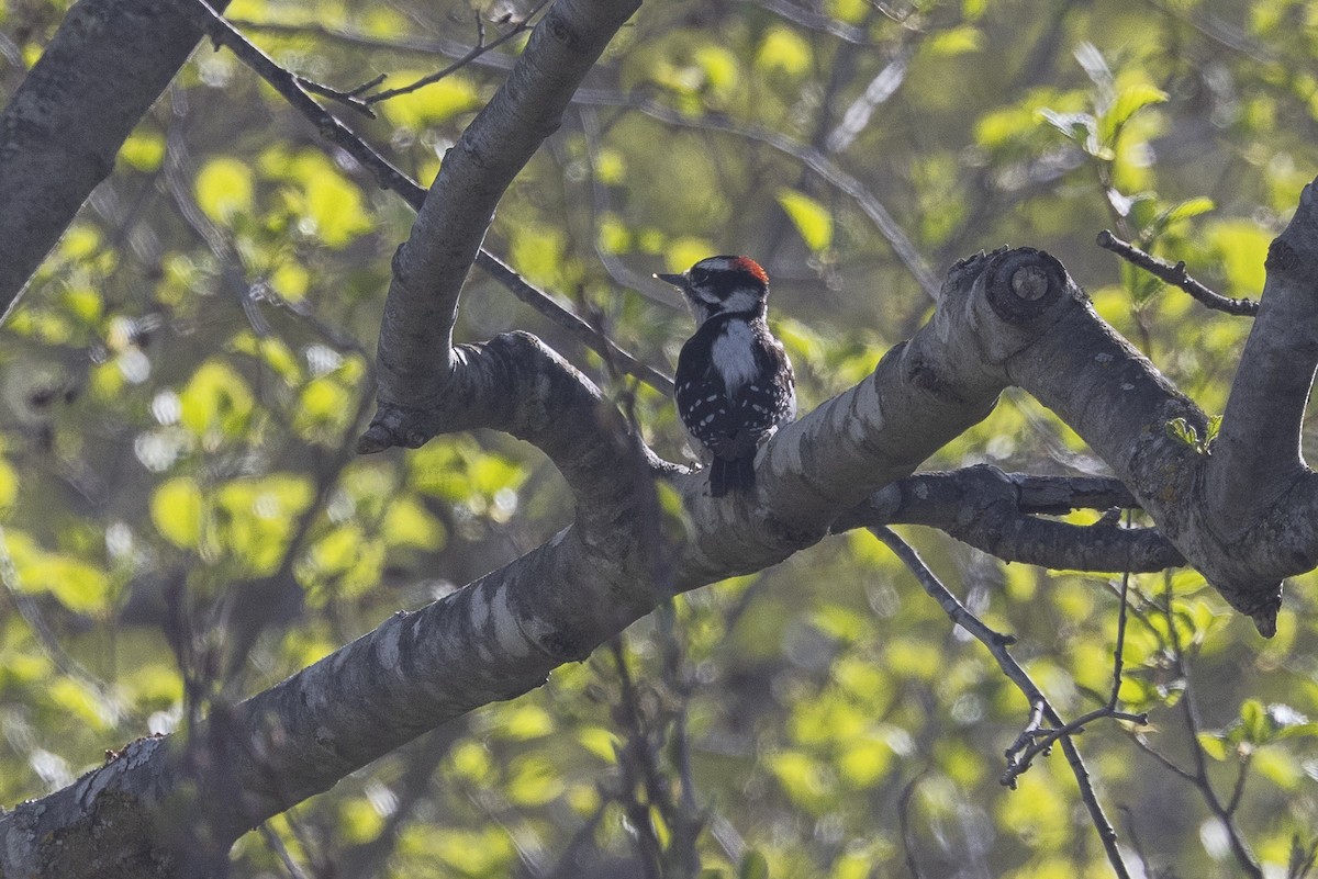 Downy Woodpecker - Vinayak Hebbagil