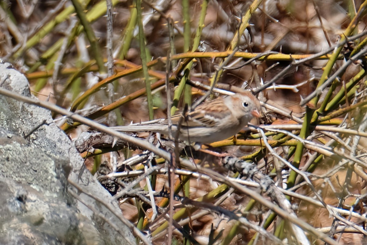 Field Sparrow - ML617978854
