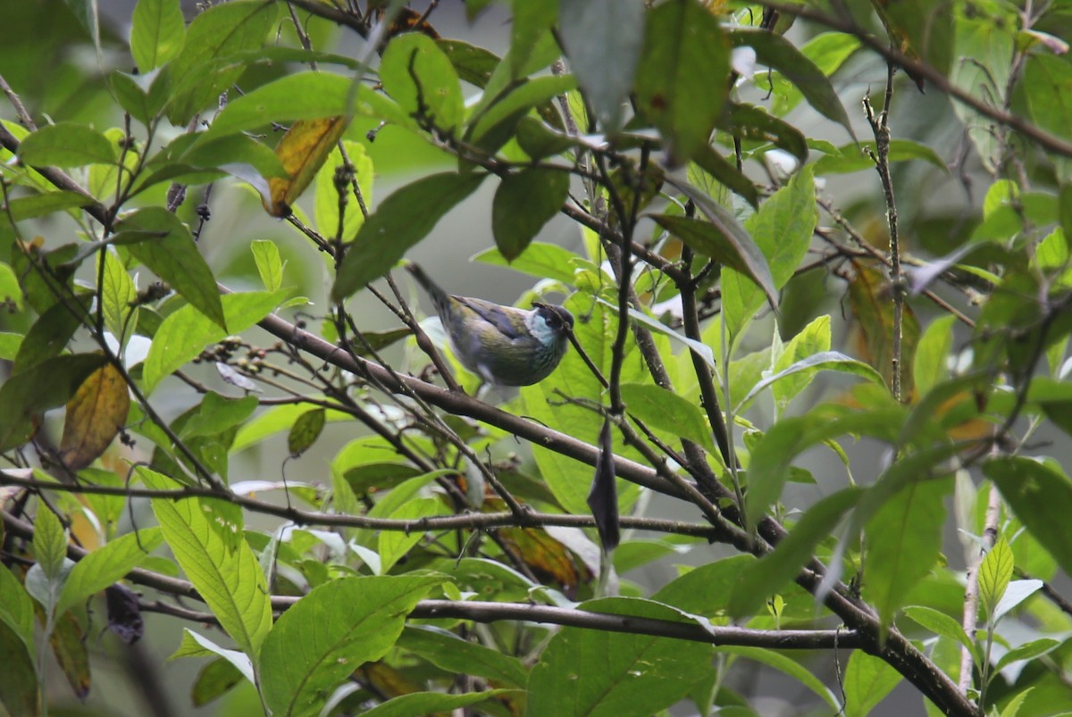 Black-capped Tanager - ML617978878