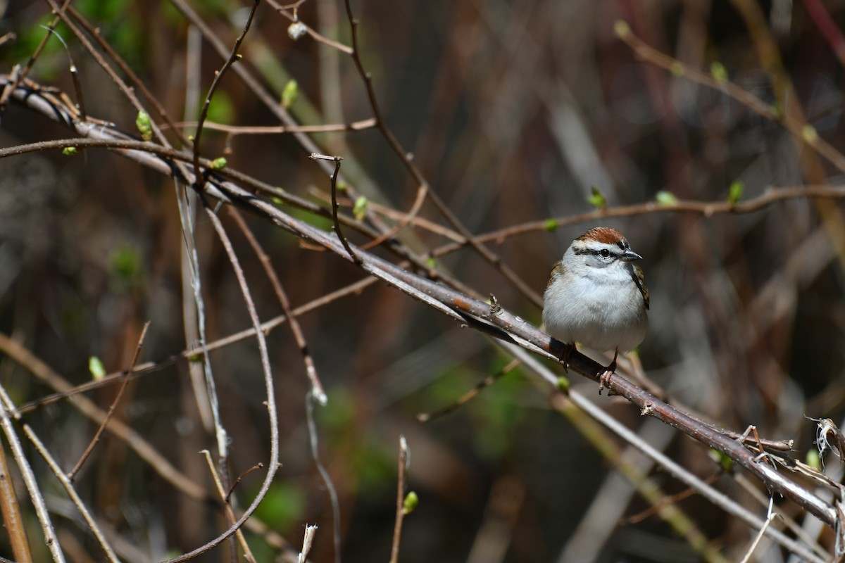 Chipping Sparrow - Lou Chauvin
