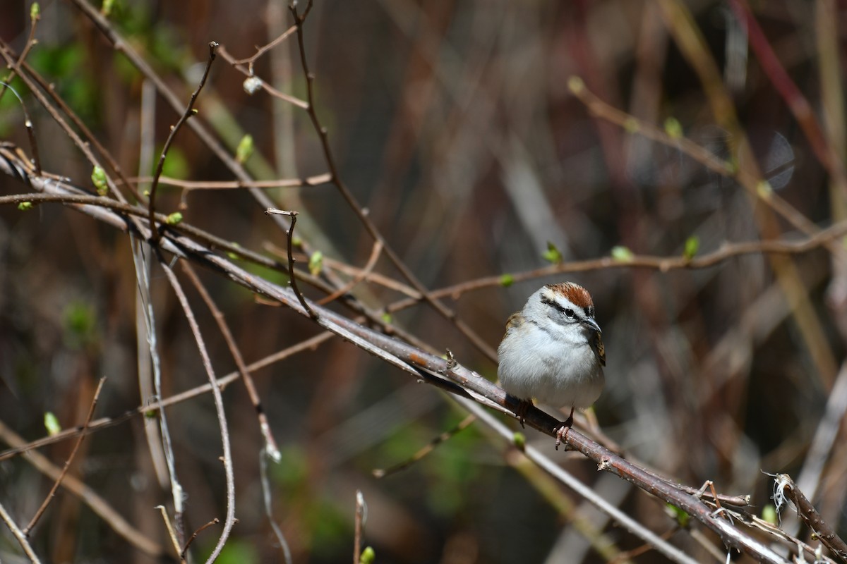 Chipping Sparrow - Lou Chauvin