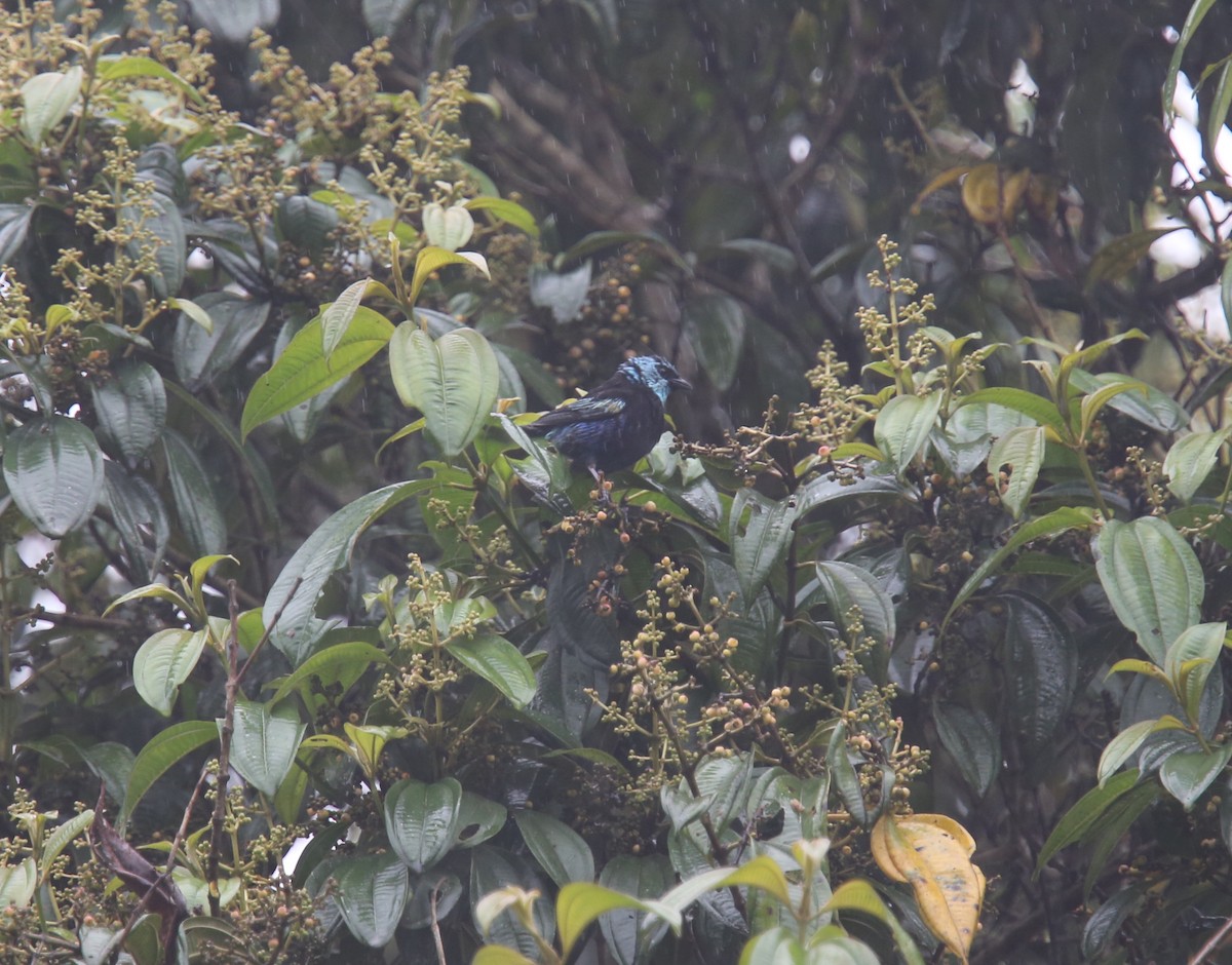 Blue-necked Tanager - ML617978899