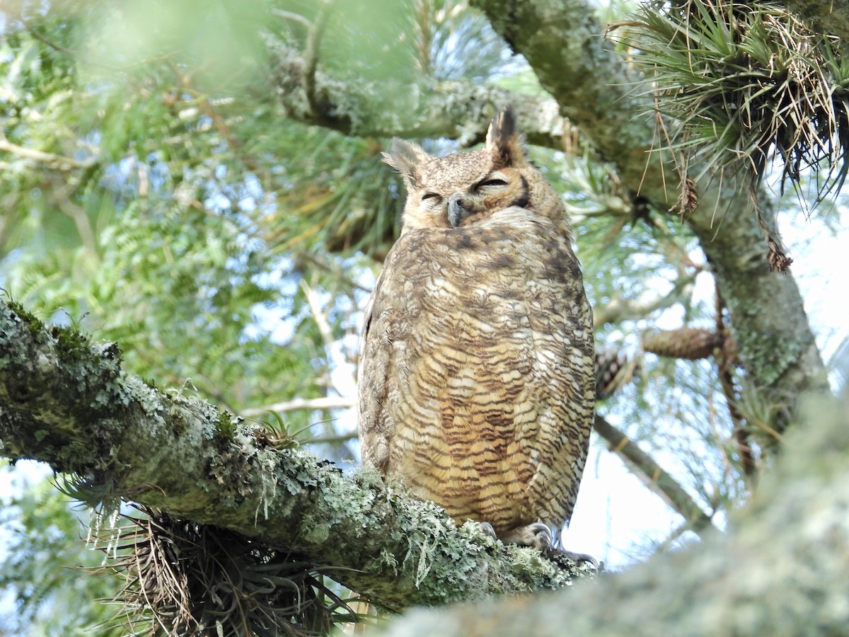 Great Horned Owl - ML617978918